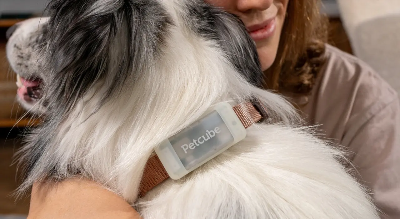 Українська компанія-стартап представила GPS-трекер для домашніх тварин.
